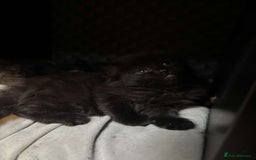 Mixed Breed cats for sale: Beautiful fluffy kittens 🐈‍⬛  - Image 7