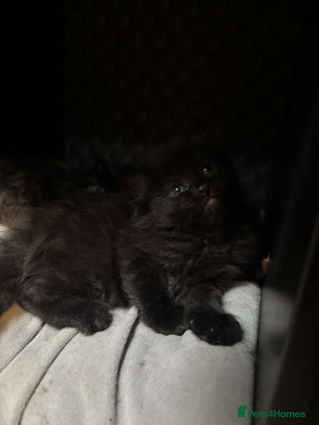 Mixed Breed cats for sale: Beautiful fluffy kittens 🐈‍⬛  - Image 7