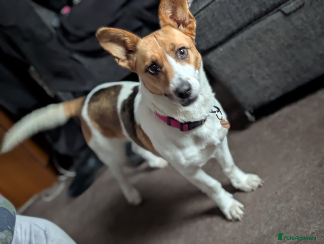 Mixed Breed dogs for sale: Pretty Pixie 😍 - Image 1