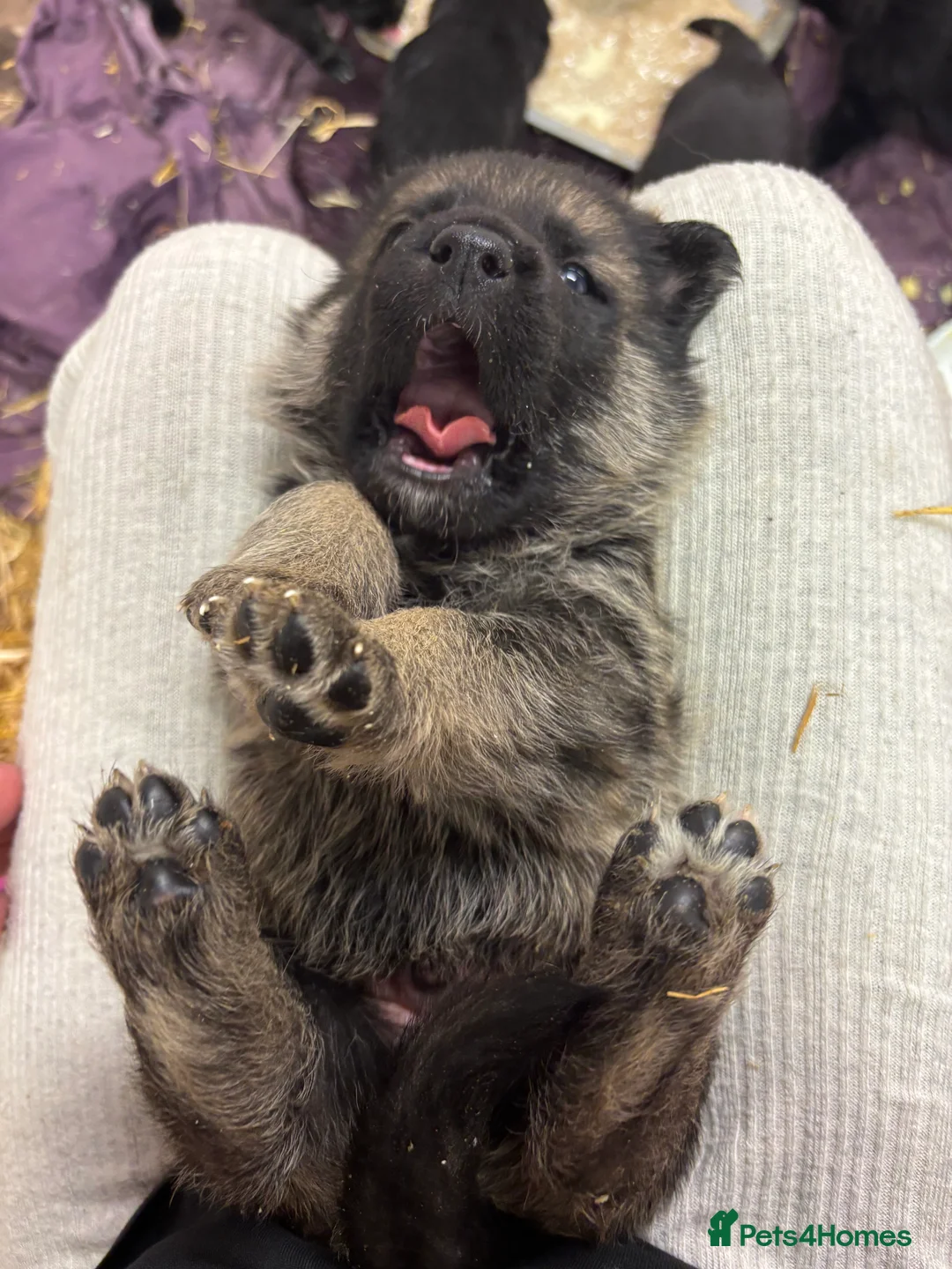 German Shepherd dogs for sale: Beautiful German Shepard puppies - Advert 26