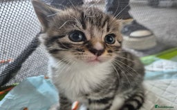 Brazilian Shorthair cats for sale: Kittens  - Image 15