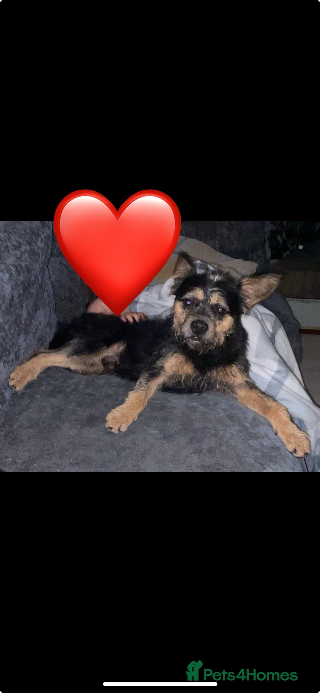 Mixed Breed dogs for sale: Malkita puppies 4 boys  - Image 12