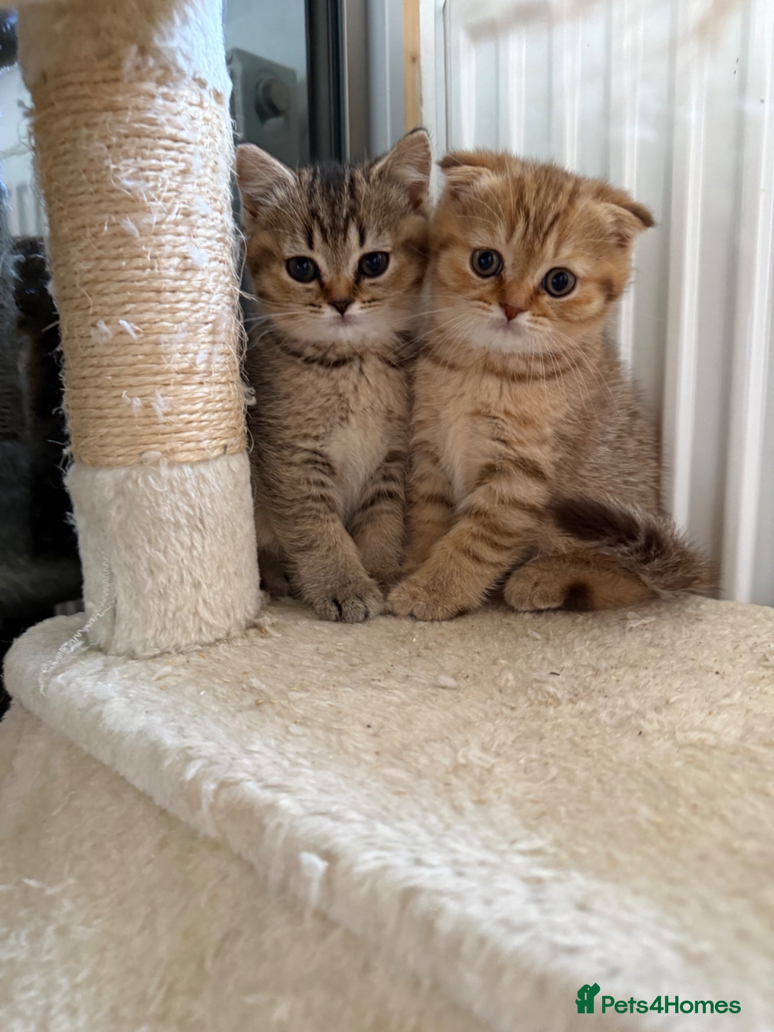 Scottish Fold cats Last 2 girls left ready to leave 🥰🥰 - Advert 1