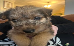 Lakeland Terrier dogs for sale: Boy lakeland terrier  - Image 2