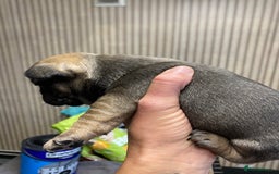 French Bulldog dogs for sale: 2 male French bulldog puppies for sale  - Image 3