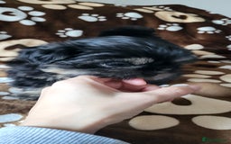 Shih Tzu dogs for sale: Adorable Shih tzu Puppies  - Image 17