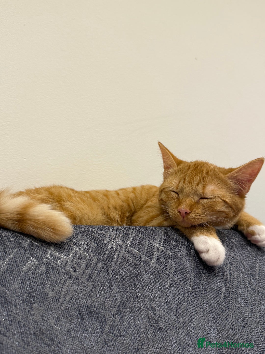 Mixed Breed cats for sale: Ginger cat/ 7 months old  - Image 16