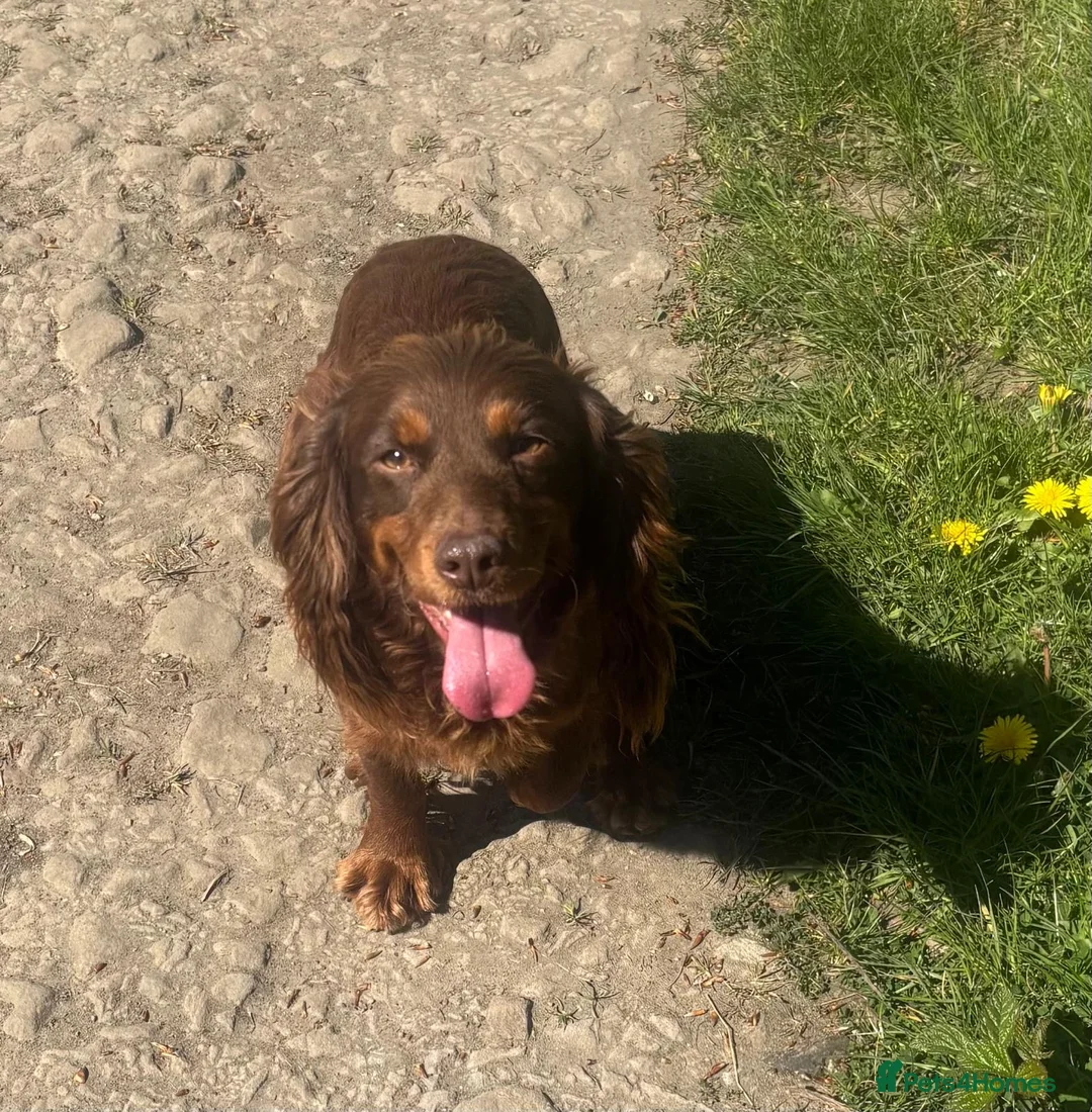 Cocker Spaniel dogs for sale: 3YR OLD CHOCOLATE AND TAN GIRL  - Advert 3