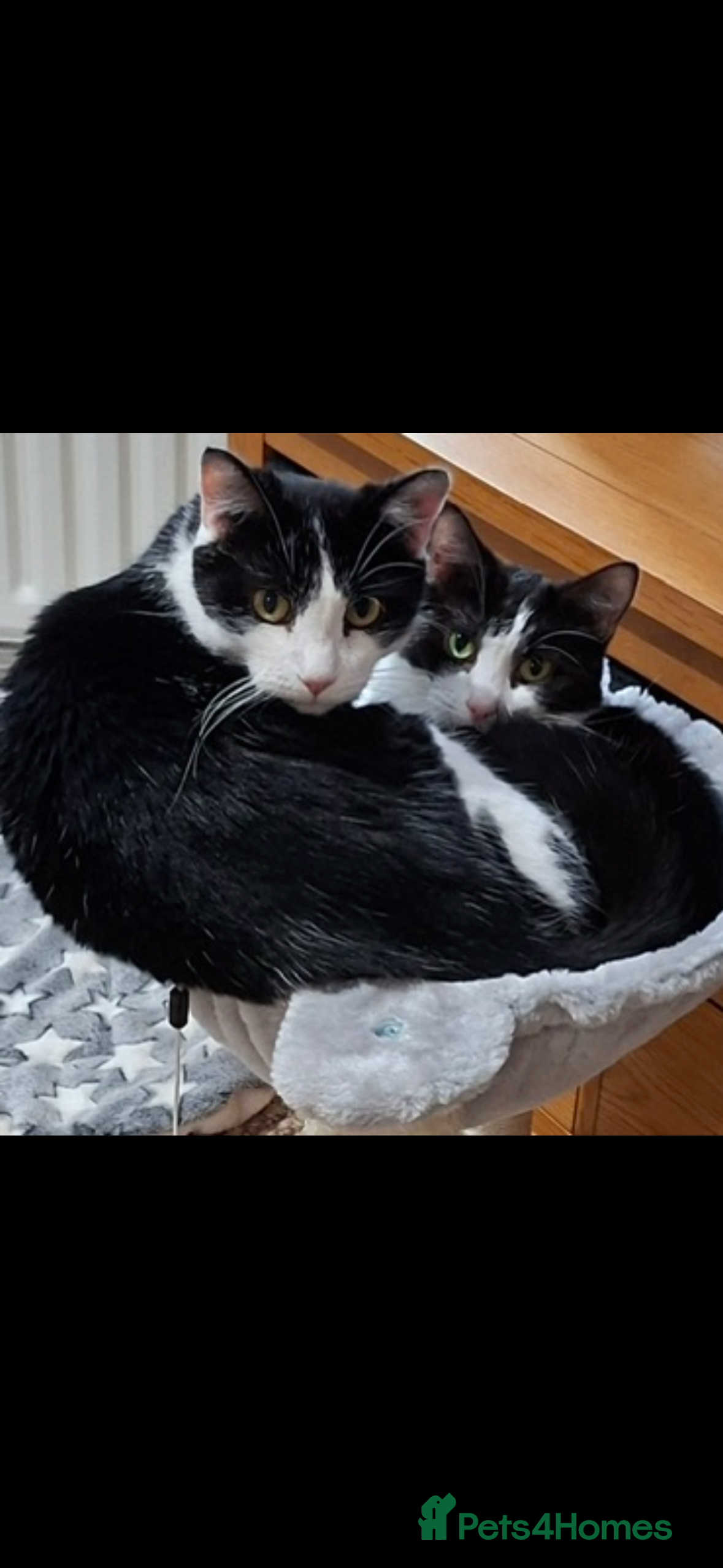 Mixed Breed cats Rescue cats and kittens 🧡 - Advert 7