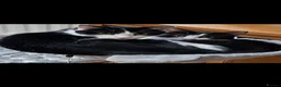 Mixed Breed cats for sale: Rescue cats and kittens 🧡 - Advert 1