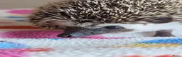 Pygmy Hedgehog rodents for sale: Gorgeous Hoglets Ready to Reserve Now - Advert 5