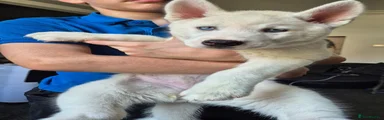 Siberian Husky 1