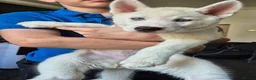 Siberian Husky dogs for sale: Two stunning white female husky puppies  - Advert 2