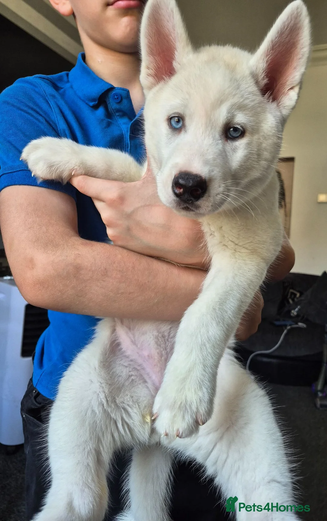 Siberian Husky dogs for sale: Two stunning white female husky puppies  - Advert 2