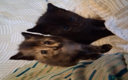Mixed Breed cats for sale: 2 beautiful kittens.  - Image 6