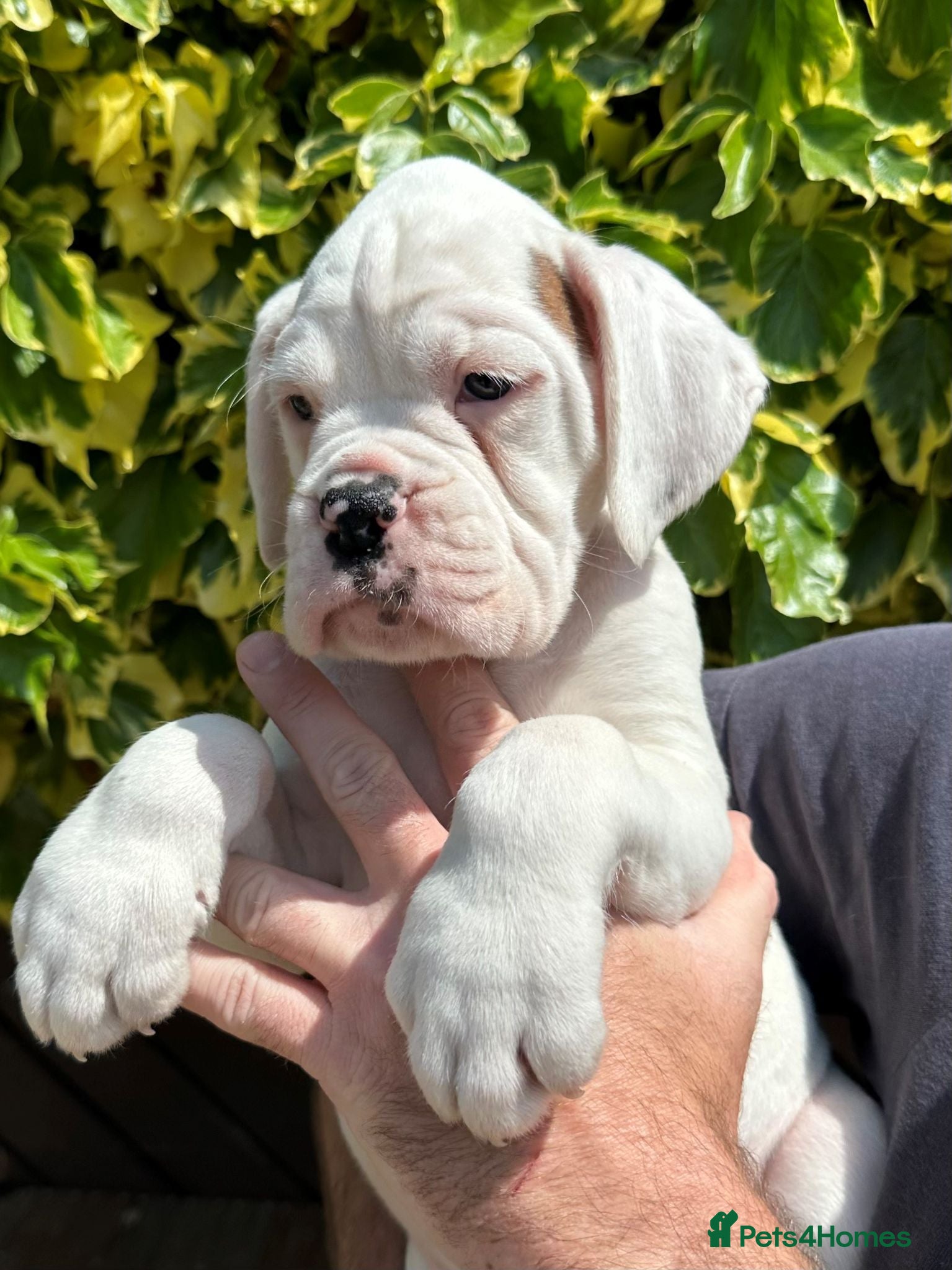 Boxer dogs Beautiful Boxer Available - Advert 4