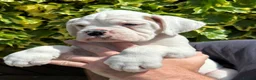 Boxer dogs for sale: Beautiful Boxer Available - Advert 1