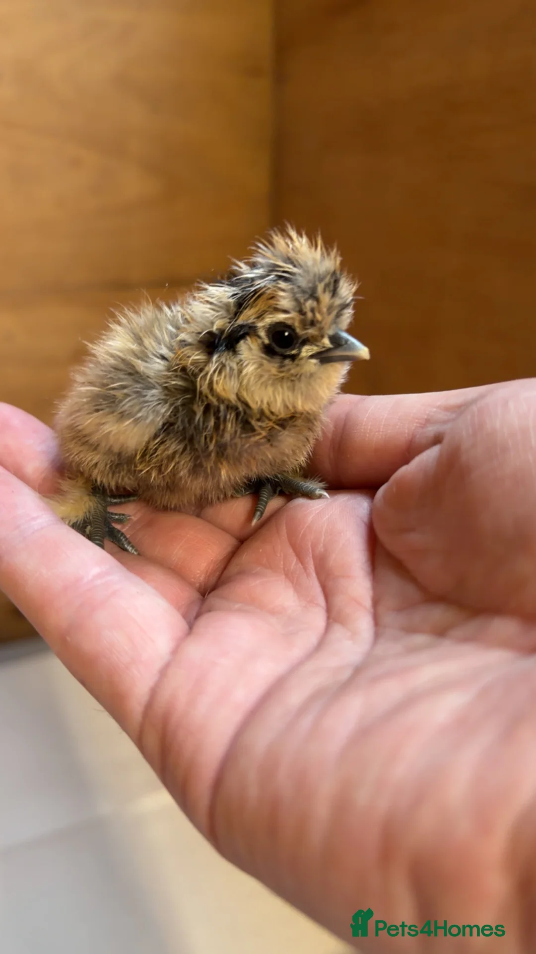 Chickens poultry for sale: Silkie Chickens - Advert 2