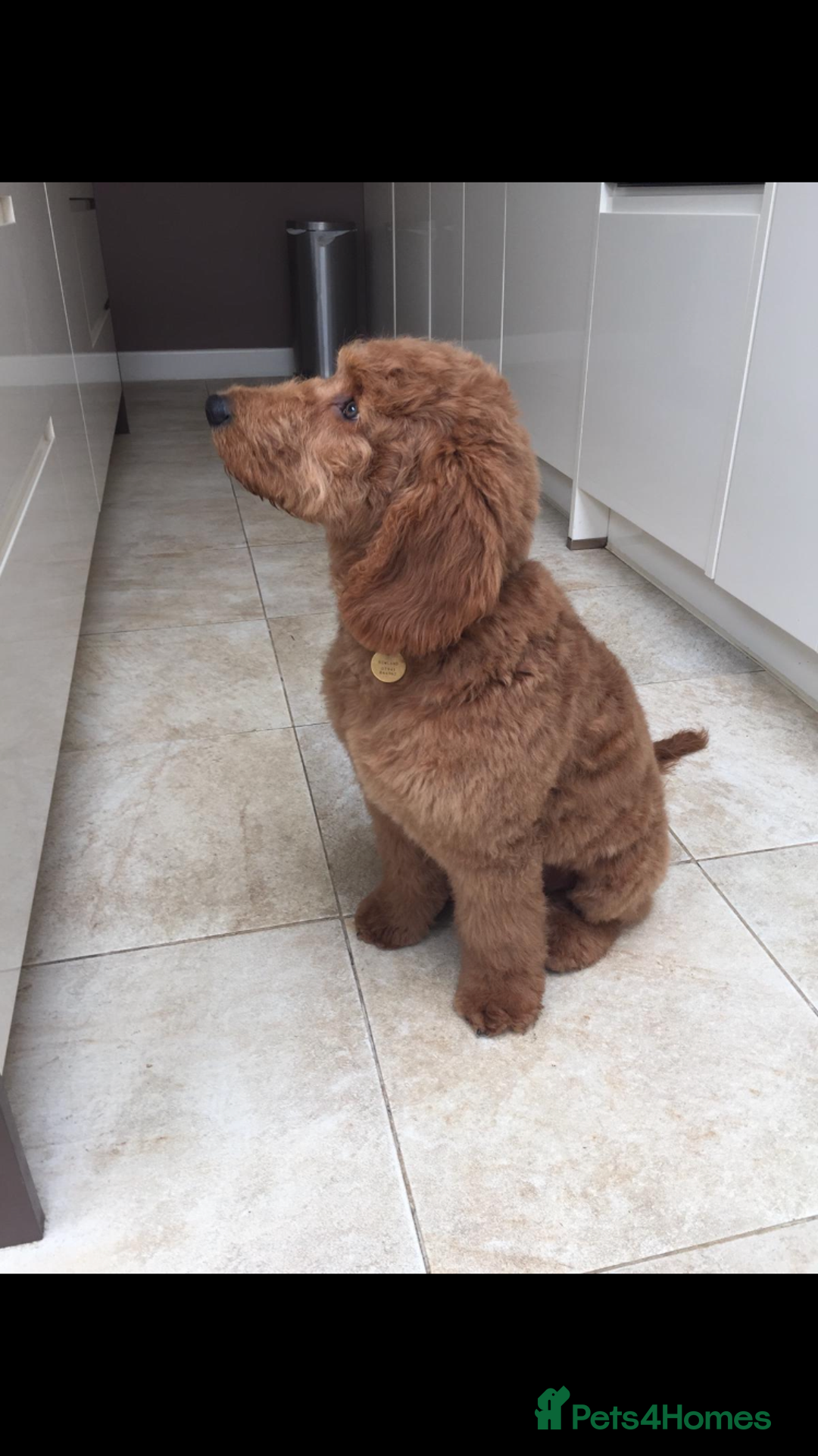 Mini Goldendoodle dogs for stud: Jeremiah Red Bear  - Advert 2