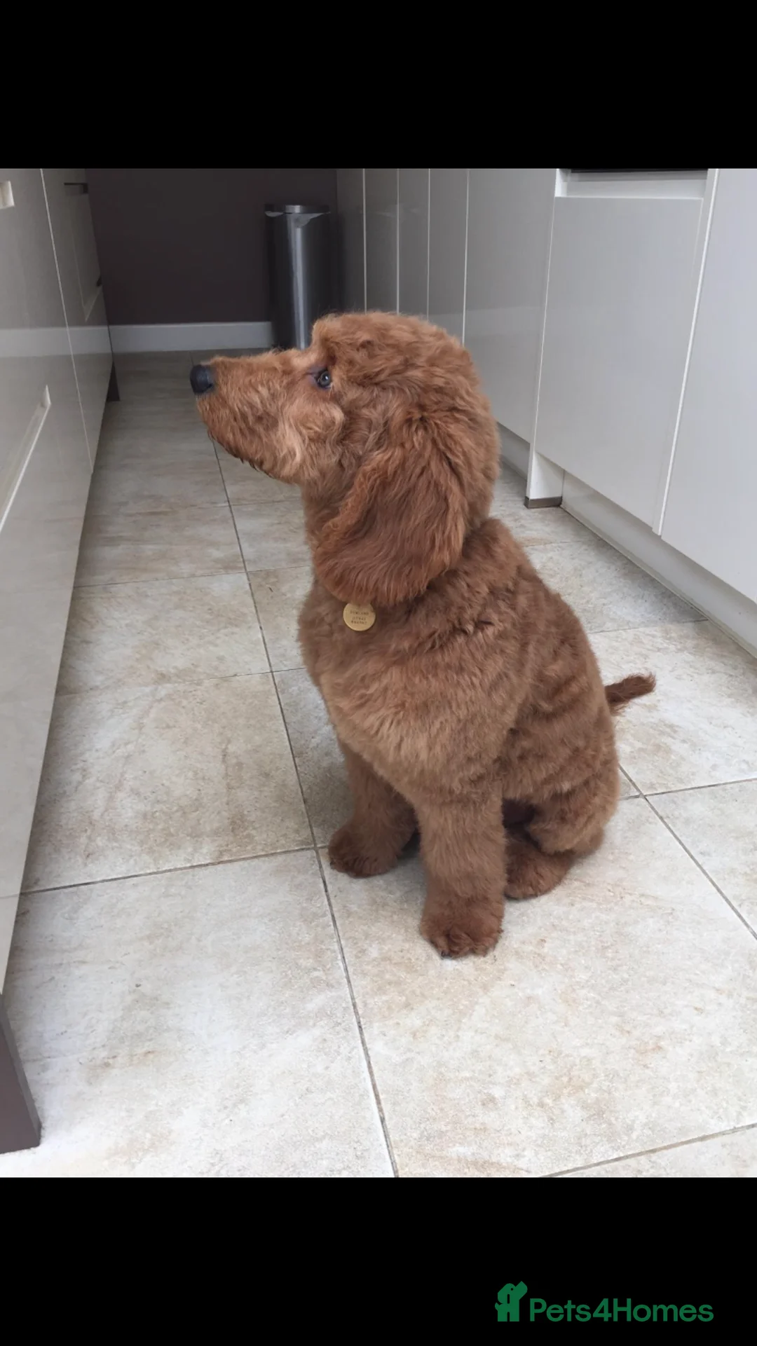 Mini Goldendoodle dogs for stud: Jeremiah Red Bear  - Advert 2