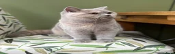 British Shorthair cats for sale: Cream and white male British shorthair  - Advert 5