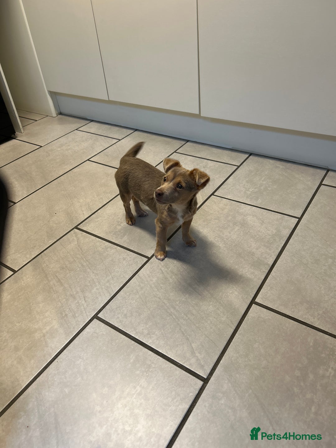 Jack Russell dogs for sale: 6 months old beautiful Jack Russell bitch - Advert 1