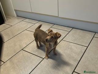 Jack Russell dogs 6 months old beautiful Jack Russell bitch - Advert 1