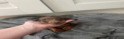 Miniature Dachshund dogs for sale: KC Registered Miniature Dachshund girls - Advert 13