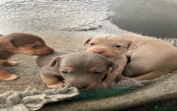 Jack Russell dogs for sale: 🐾 Miniature Jack Russell Puppies 🐾 - Image 10