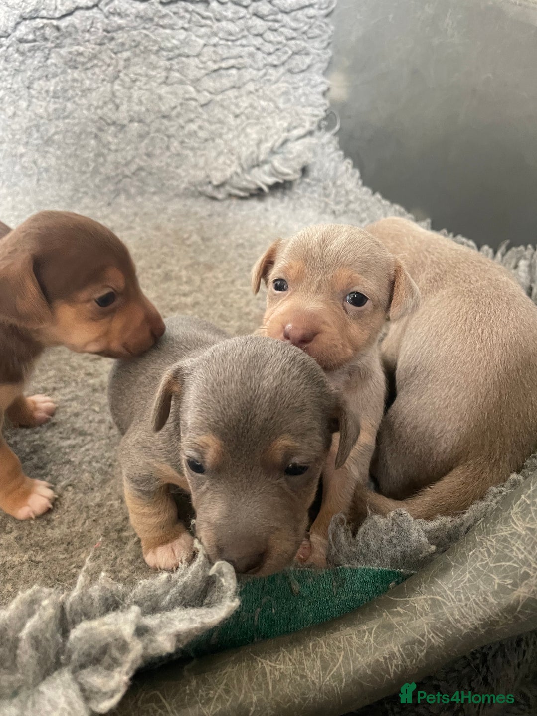 Jack Russell dogs for sale: 🐾 Miniature Jack Russell Puppies 🐾 - Image 10