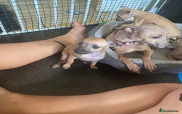 Italian Greyhound dogs for sale: Ready from next week Little Italian Greyhound pups - Image 28