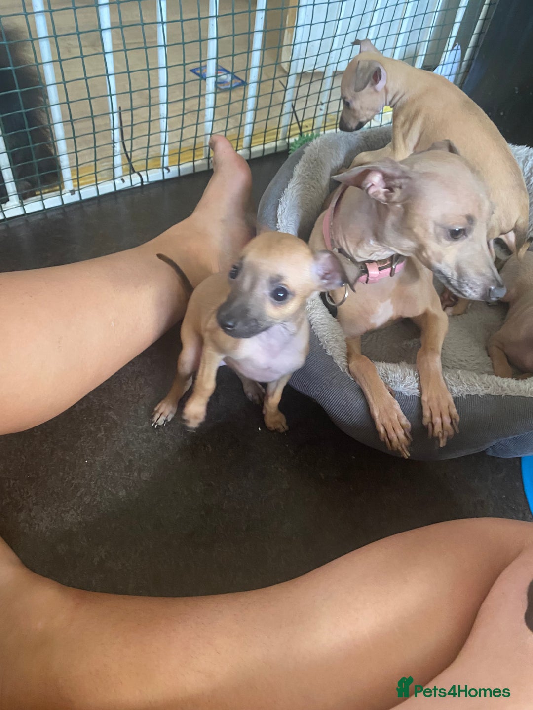 Italian Greyhound dogs for sale: Ready from next week Little Italian Greyhound pups - Image 28