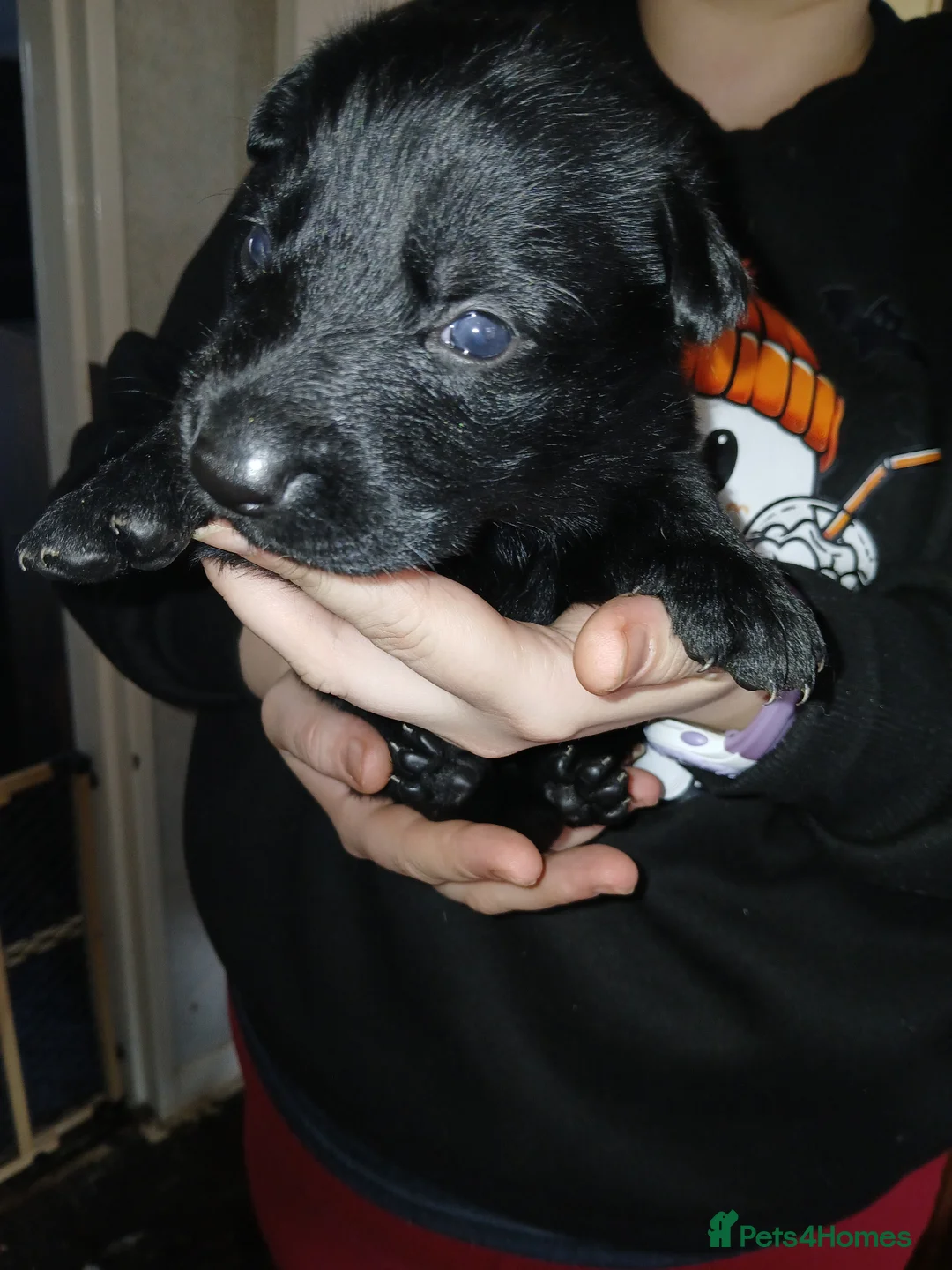 German Shepherd dogs for sale: German shepards puppies - Advert 23