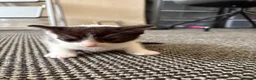 Domestic Shorthair cats for sale: Male Kitten - 1 LEFT  - Advert 4