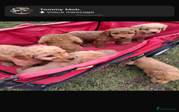 Mini Goldendoodle dogs for sale: F1 Goldendoodle puppies  - Image 6