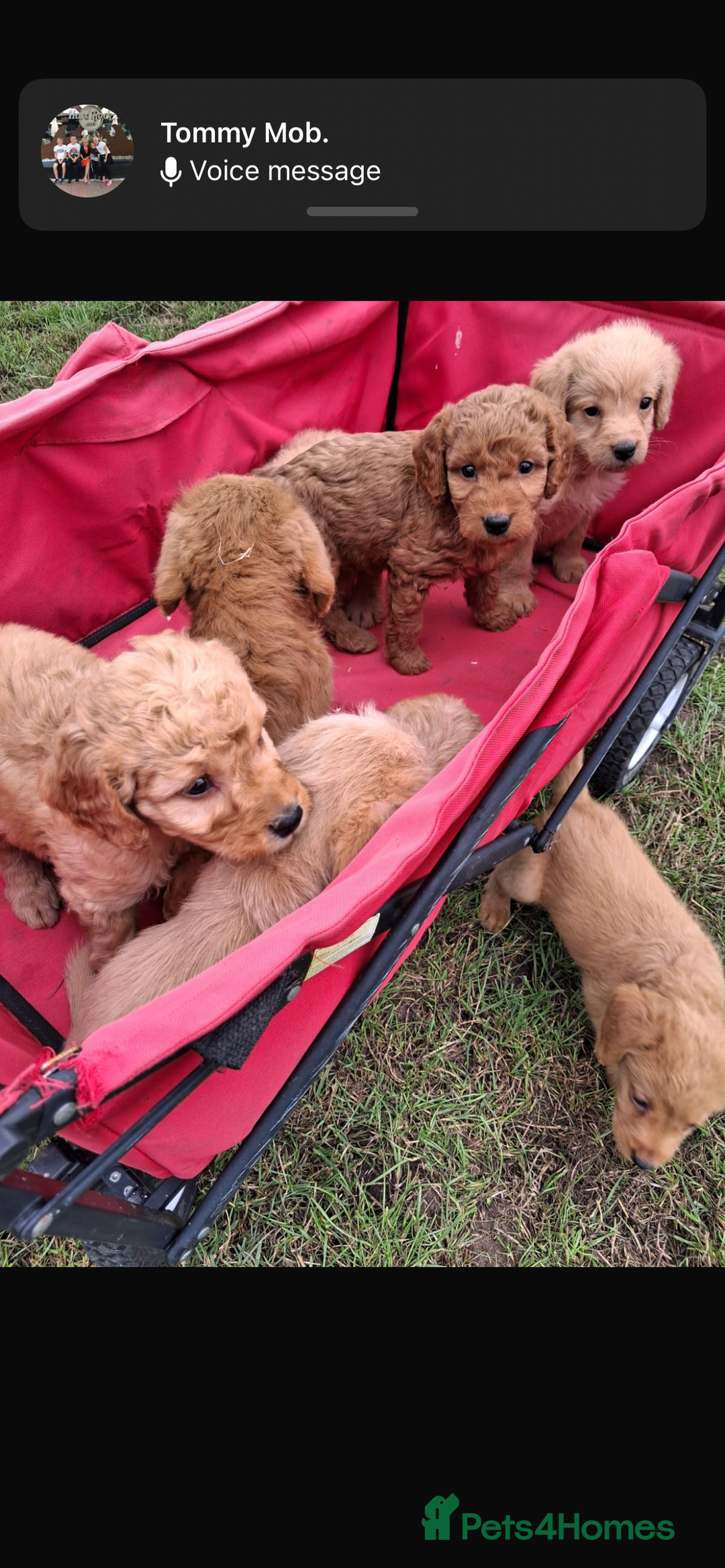 Mini Goldendoodle dogs for sale: F1 Goldendoodle puppies  - Image 6
