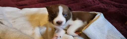 Border Collie dogs for sale: Beautiful Border Collie Puppies - Advert 11