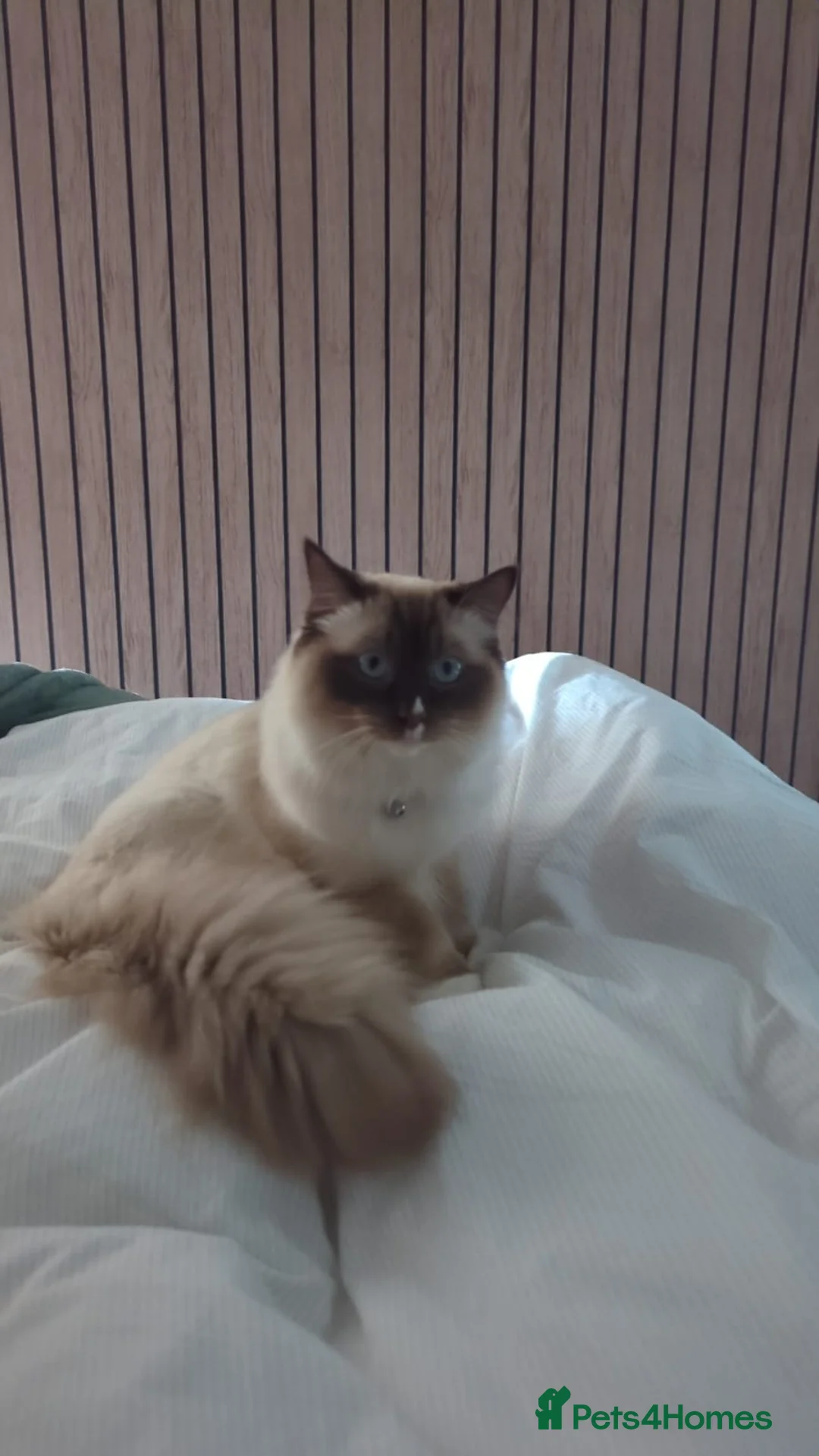 Ragdoll cats for sale: Ragdoll - Advert 13