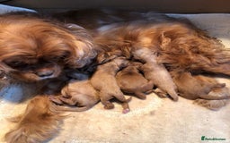 Cavapoo dogs for sale: Beautiful F1 Cavapoo puppies  - Image 18