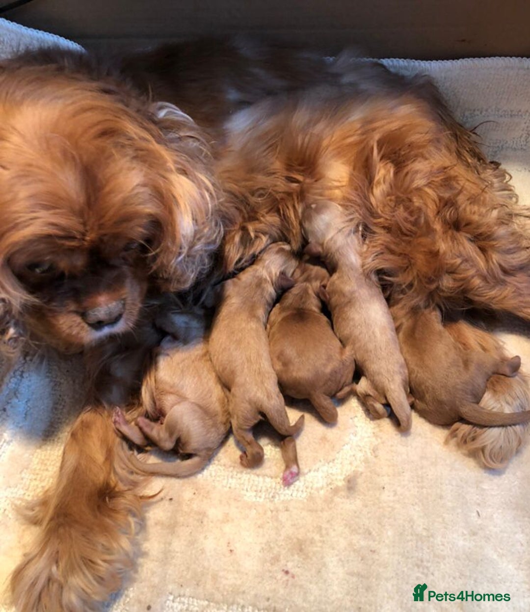 Cavapoo dogs for sale: Beautiful F1 Cavapoo puppies  - Image 18