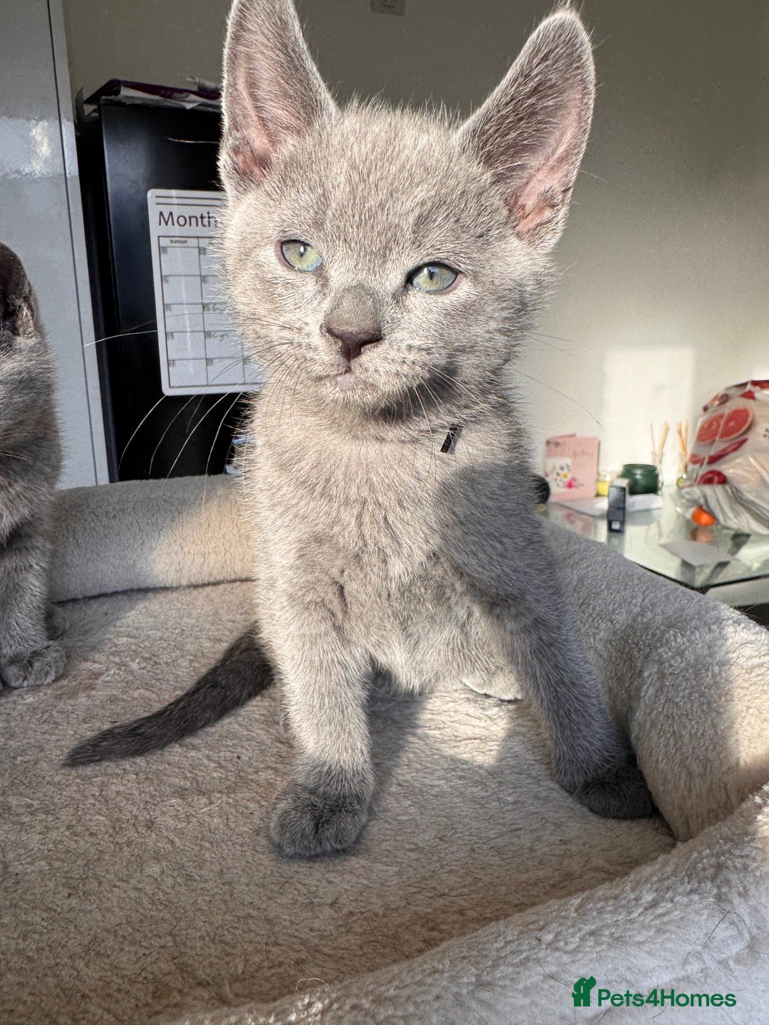 Russian Blue cats for sale: 🐾 Premium Home-Raised Russian Blue Kittens -Ready - Advert 13