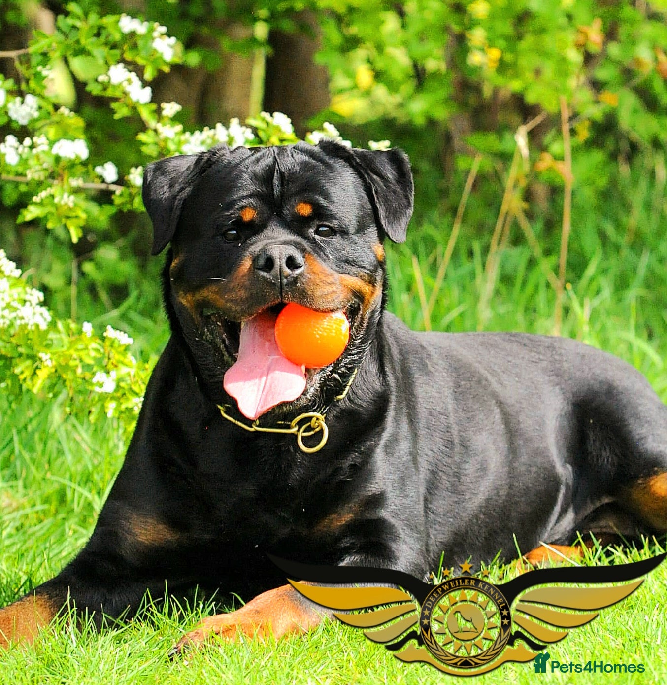Rottweiler dogs SUPERB TOP QUALITY KCROTTWEILER FOR STUD **(ACE)** - Advert 2