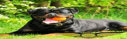 Rottweiler dogs for stud: SUPERB TOP QUALITY KCROTTWEILER FOR STUD **(ACE)** - Advert 2