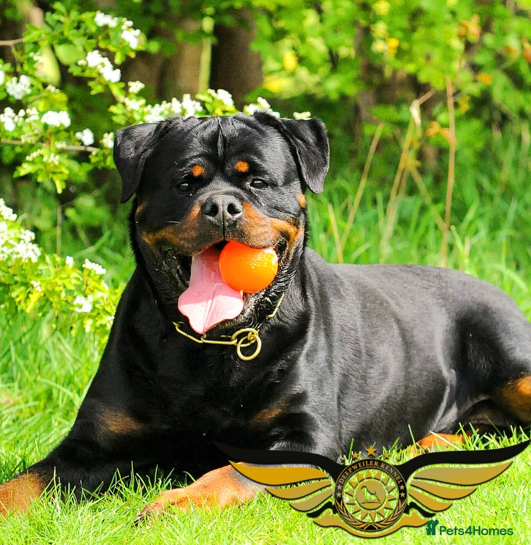 Rottweiler dogs for stud: SUPERB TOP QUALITY KCROTTWEILER FOR STUD **(ACE)** - Advert 2