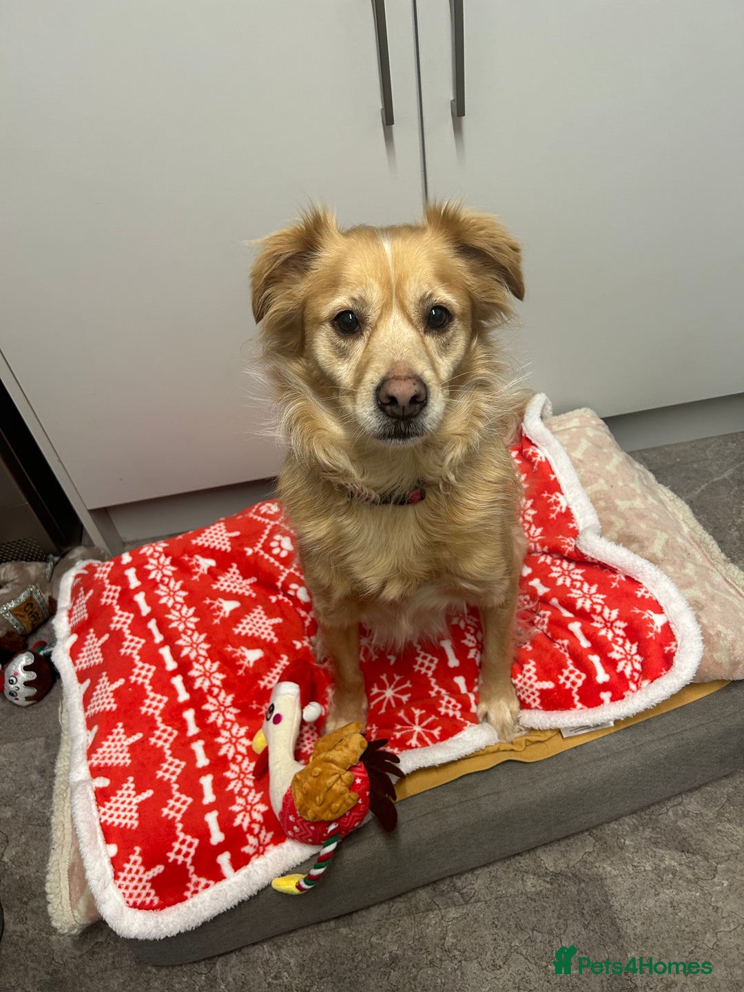 Mixed Breed dogs for sale: Cleo- Mixed Breed - Image 10