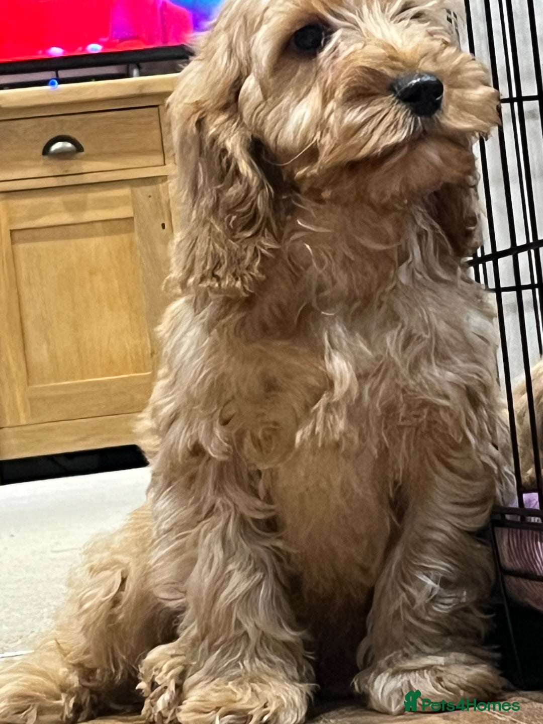 Cockapoo dogs for sale: Healthy Cockapoos boys fully vaccinated  - Image 27