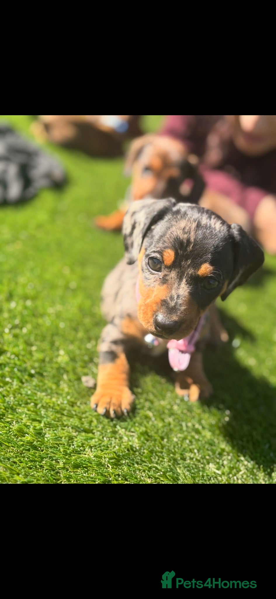 Dachshund dogs Miniature Dachshund - Advert 1