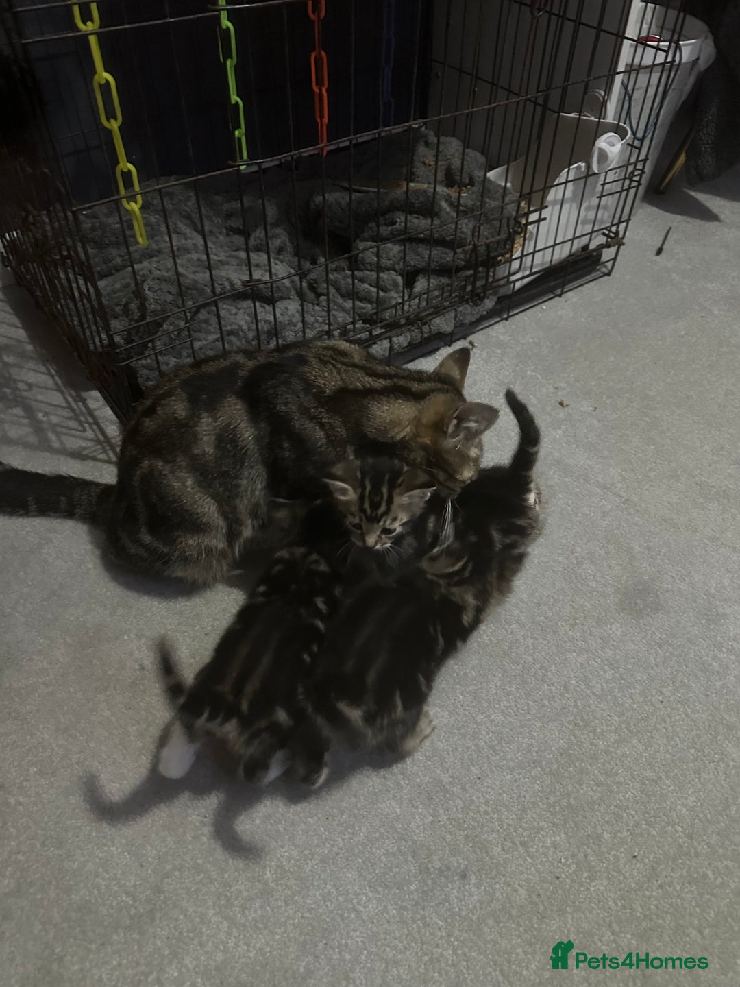 Mixed Breed cats for sale: 2 male kittens  - Advert 10