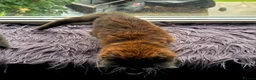 Mixed Breed cats for sale: Two fluffy kittens looking for forever loving home - Advert 7
