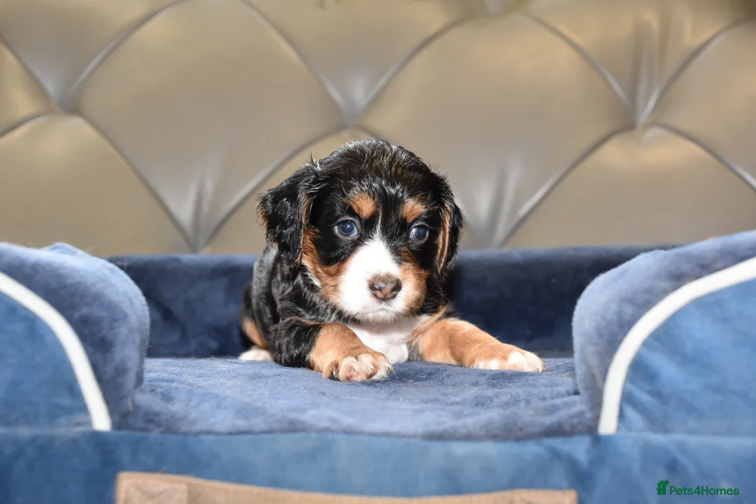 Cocker Spaniel dogs for sale: Kc Reg  Cocker Spaniel Puppies Health Tested - Advert 8